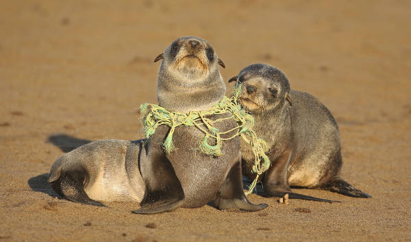 E i problemi non sono solo per noi - GettyImages WWF